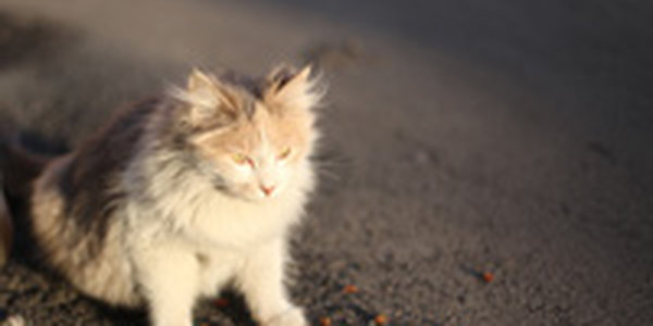 На выходных в Приморье воздух прогреется до +20 °C