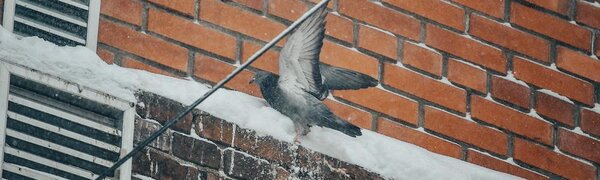 Сегодня наиболее интенсивный снег пройдет на севере Приморья