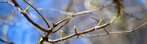 На выходных воздух в Приморье прогреется до +16 °С