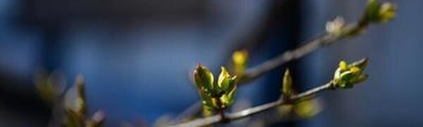 В четверг днем воздух в Приморье прогреется до +13 °С