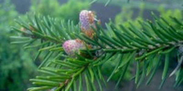 Более половины россиян будут встречать Новый год с искусственнойелкой