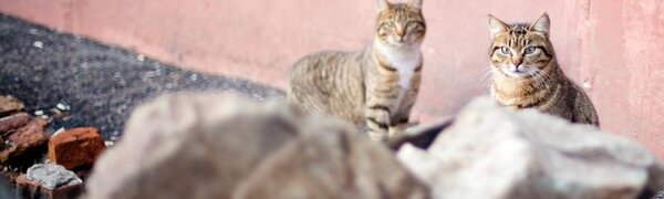 Оттепели до +4 градусов придут в Приморье в ближайшие дни