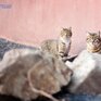 Оттепели до +4 градусов придут в Приморье в ближайшие дни
