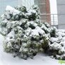 Наиболее интенсивный снег пройдет в южных районах Приморья