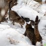 Снег в Приморье прекратится только в пятницу. Подробный прогноз погоды на неделю на Примпогоде