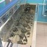 За уровнем радиации в Приморье следят моллюски