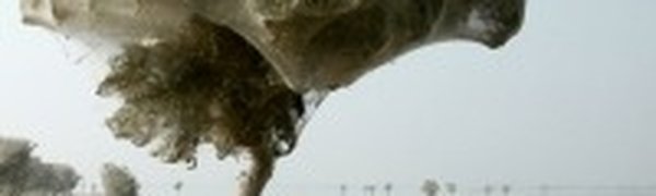 Пауки погубили деревья и спасли людей от малярии