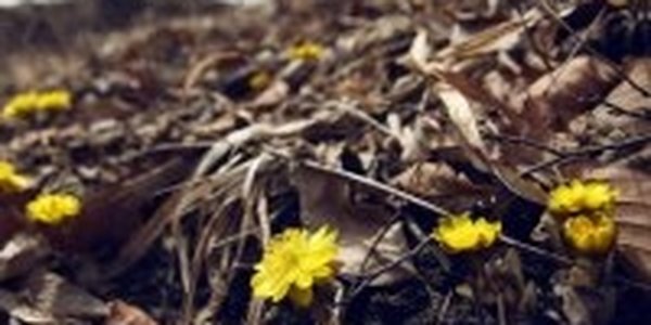 Западные ветры принесли в Приморье летнее тепло