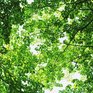 Растения помогли замедлить глобальное потепление