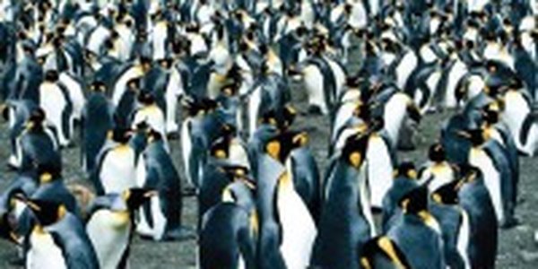 Перепись пингвинов проводится на  Фолклендских островах
