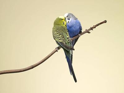 Учёные назвали признаки настоящей любви