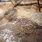 Приморский сафари-парк
