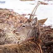 Приморский сафари-парк