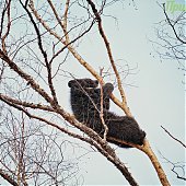 Приморский сафари-парк