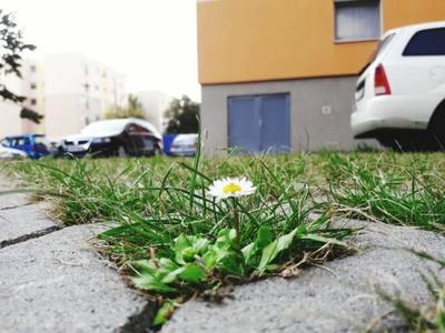 Владивостокцев штрафуют за парковку на газонах Владивостокцев штрафуют за парковку на газонах
