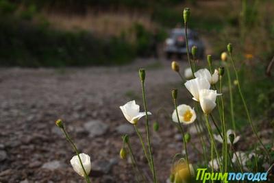 Ливни и грозы вновь накроют Приморье
