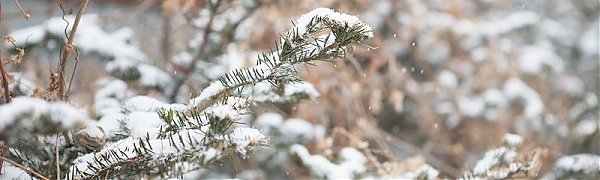 В середине недели в Приморье пройдёт небольшой снег