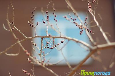 Во Владивостоке с сегодняшнего дня начнёт устанавливаться весенняя погода