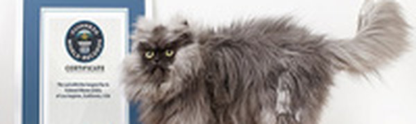 Кот с самой пушистой шерстью занесен в Книгу рекордов Гиннесса
