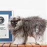Кот с самой пушистой шерстью занесен в Книгу рекордов Гиннесса