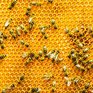 Пчеловоды предупредили о дефиците мёда из-за плохой погоды