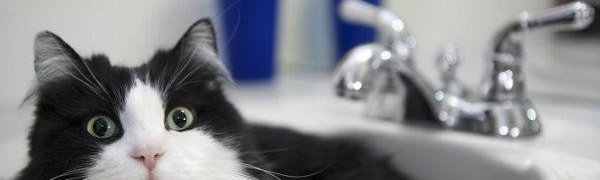 Жители центральных улиц Владивостока останутся без горячей воды