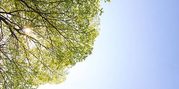 Растения стали поглощать СO2 на 25–35 % быстрее