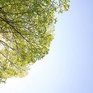 Растения стали поглощать СO2 на 25–35 % быстрее