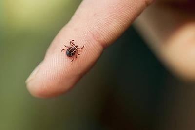 В Приморье нарастает активность клещей В Приморье нарастает активность клещей