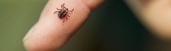 В Приморье нарастает активность клещей