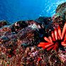 В США создали крупнейший морской заповедник в мире