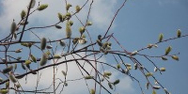 Погода в Приморье на выходные дни