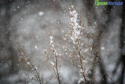 Февраль в Приморье был тёплым и снежным
