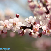 Майский цвет