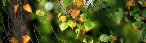 Похолодание пришло в Приморье после дождей