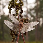 Лучшее в России 2012: год из жизни России в самых ярких и неординарных фотографиях