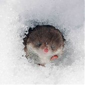 Лучшее в России 2012: год из жизни России в самых ярких и неординарных фотографиях