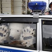 Лучшее в России 2012: год из жизни России в самых ярких и неординарных фотографиях