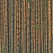 Лучшее в России 2012: год из жизни России в самых ярких и неординарных фотографиях