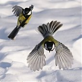 Лучшее в России 2012: год из жизни России в самых ярких и неординарных фотографиях