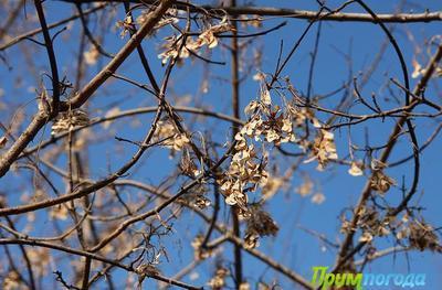 На следующей неделе температура в Приморье не поднимется выше +6 °C На следующей неделе температура в Приморье не поднимется выше +6 °C