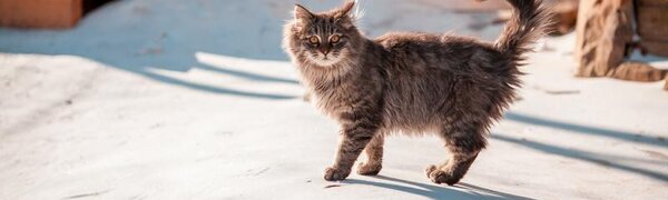 Оттепель сменится похолоданием и небольшим снегом на выходных в Приморье