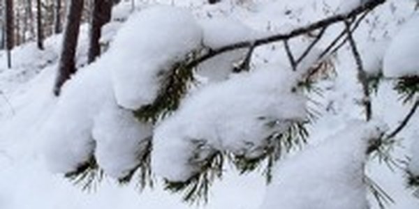 В Приморском крае пройдет небольшой снег