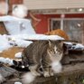 Предпоследние выходные марта в Приморье были прохладными