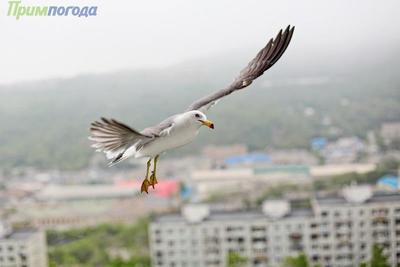 Слабый дождь возможен во Владивостоке в ближайшие сутки