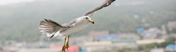 Слабый дождь возможен во Владивостоке в ближайшие сутки