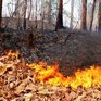 На большей территории Приморья сохранится высокий класс пожароопасности
