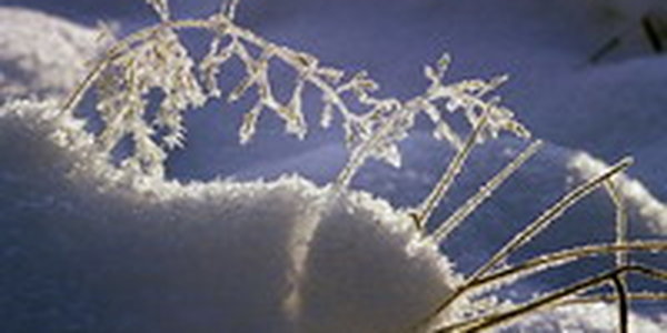 Январь 2011 года в Приморье: Бесснежный и умеренно-морозный