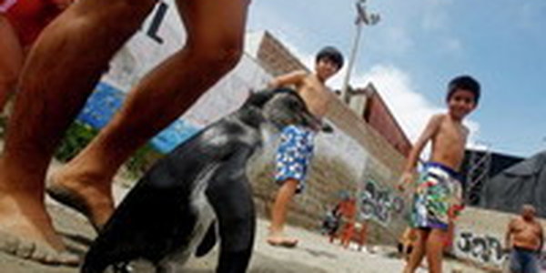 Пингвиненок на пляже Лимы(ФОТО)