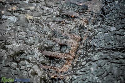 Во Владивостоке наиболее сильный дождь ожидается в среду